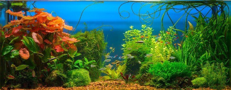 Cherry Barb tartályok társait