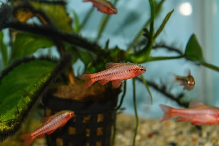 Cherry Barb fiatalkorú