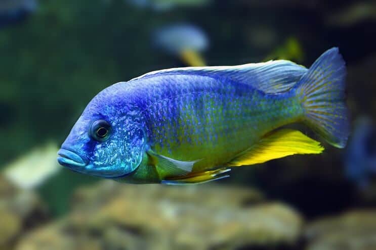 Páva Cichlid