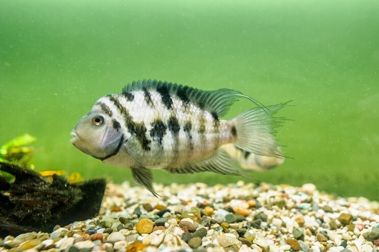 Elítélt cichlid