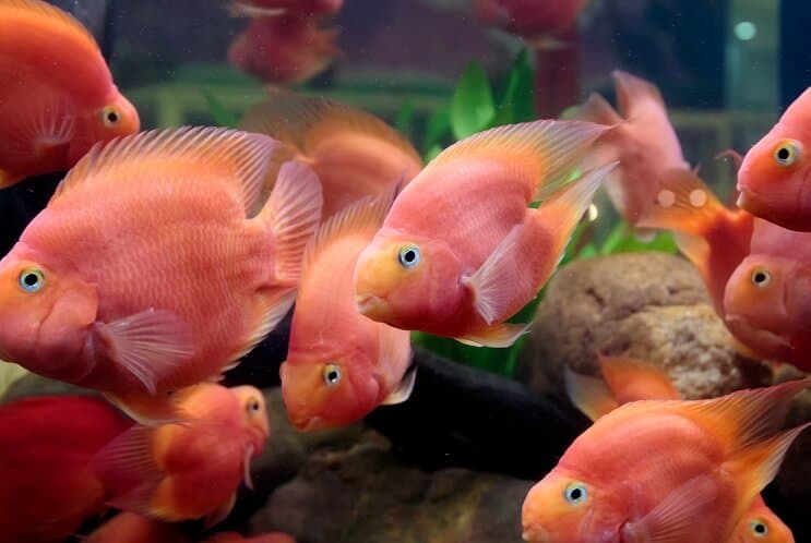 Vérpapagáj Cichlid diéta