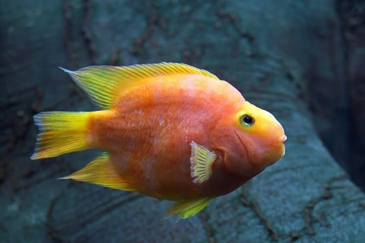 Vérpapagáj Cichlid Care