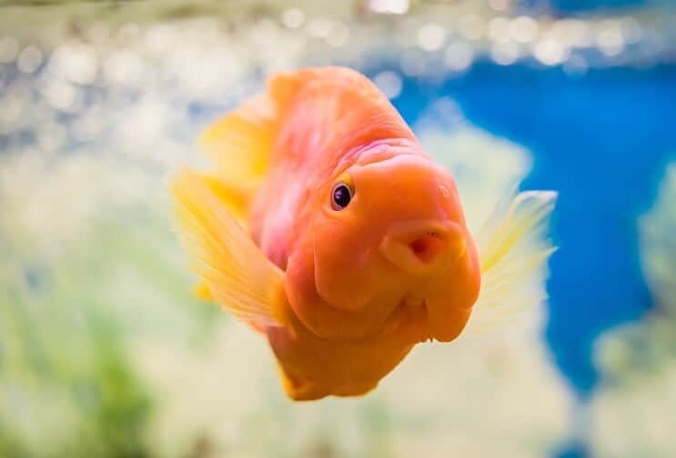 Vérpapagáj Cichlid