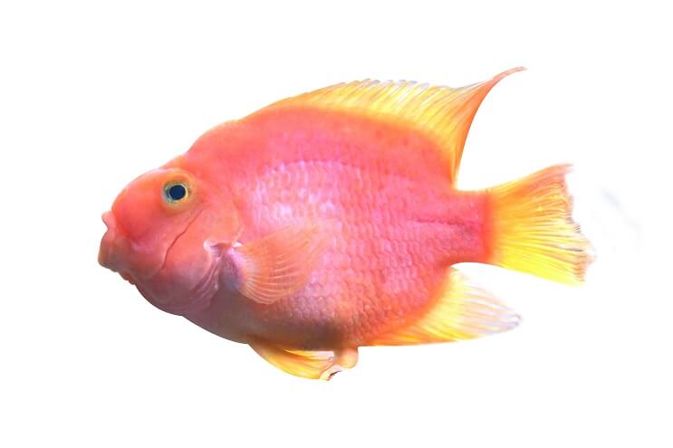 Vérpapagáj Cichlid megjelenése