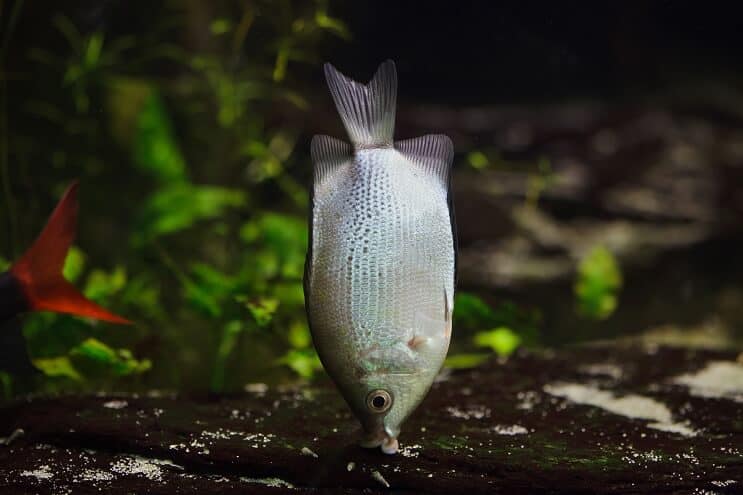 Csókolózás Gourami Habitat