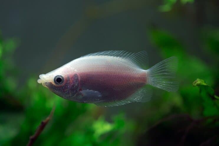 Csókolózás Gourami Tanktársaival