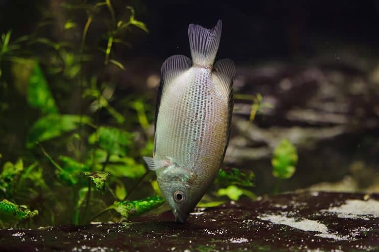 Csókolózó Gourami diéta