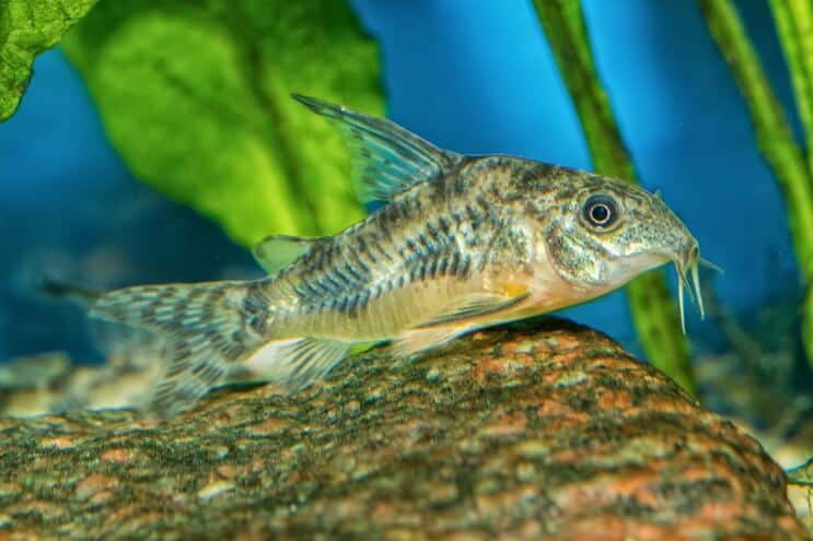 Cory harcsa megjelenése