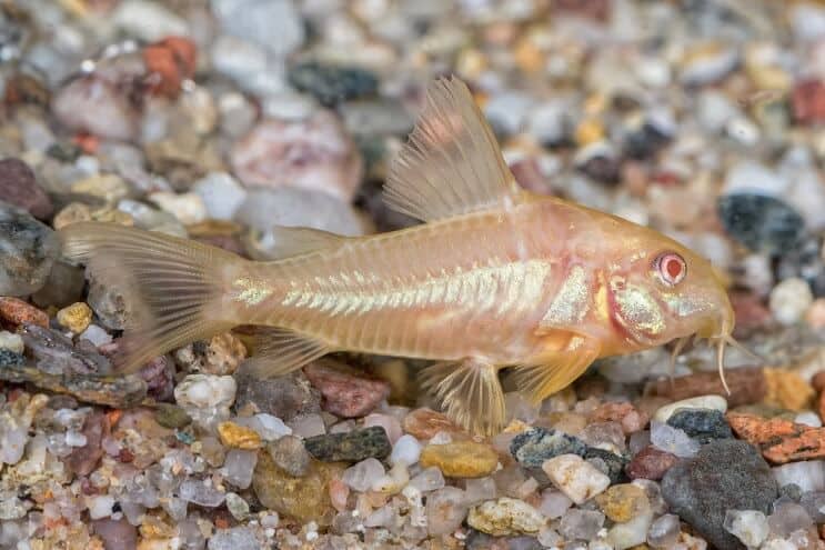 Albino Cory harcsa