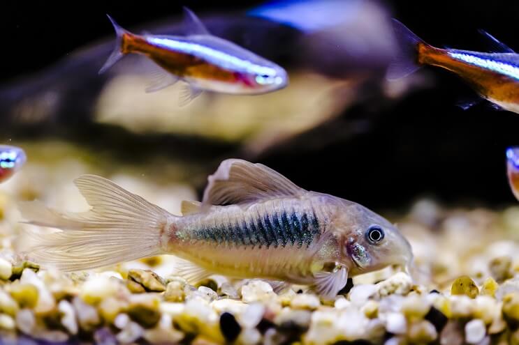 Cory Tank Társak