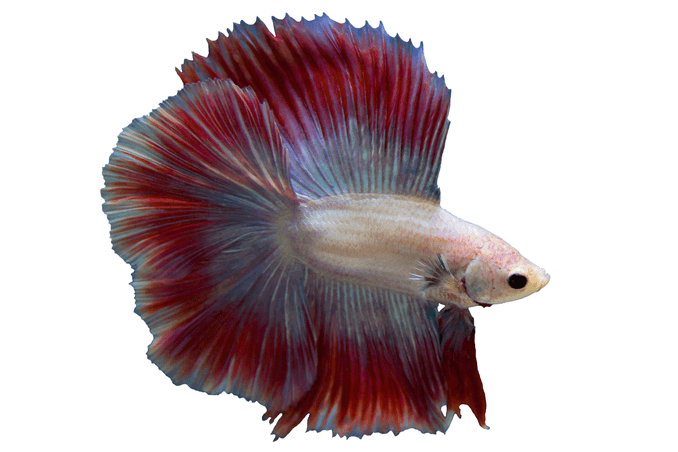 Betta tartály követelmények