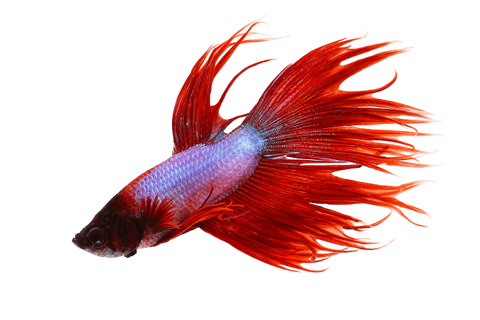 Viselkedés Crowntail Betta