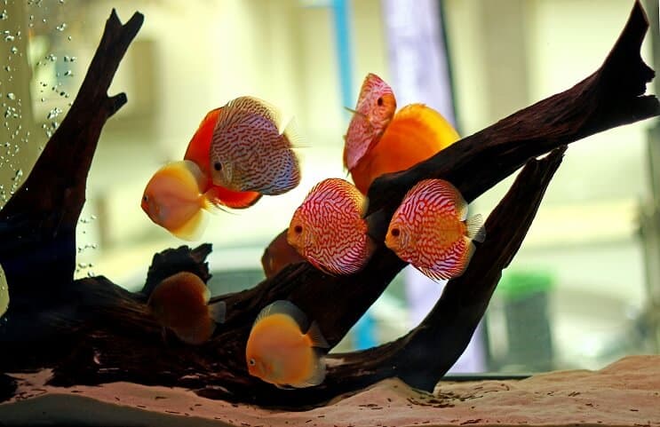 Discus Fish Habitat