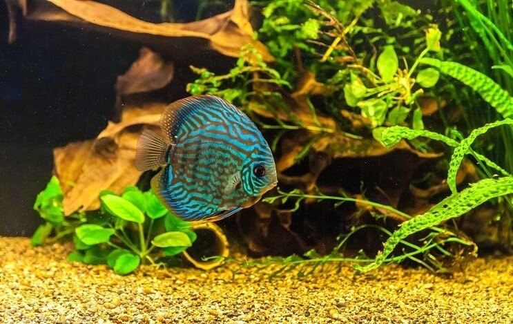 Discus hal a tartályban