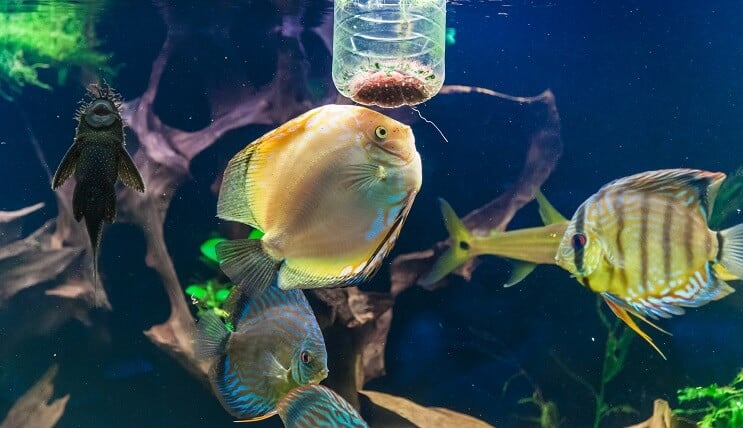 Discus etetés