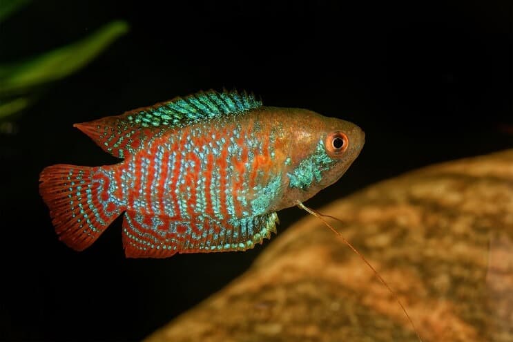 Törpe Gourami