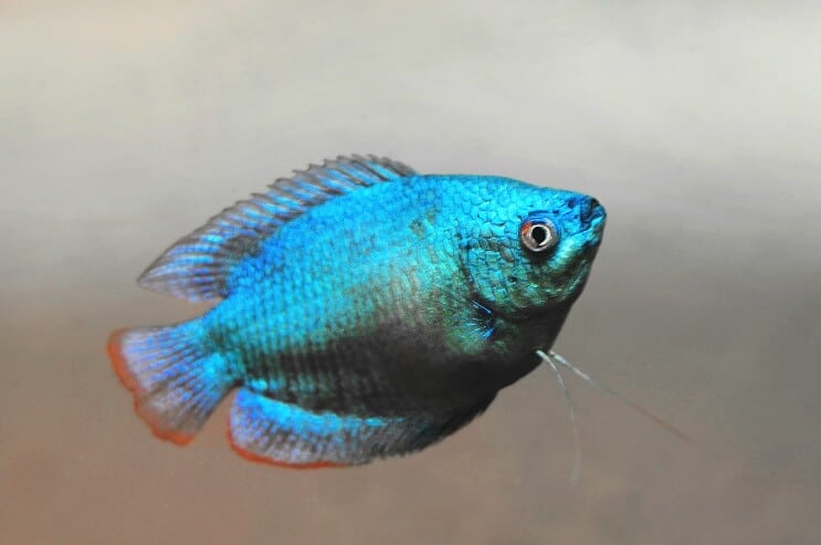 Törpe Gourami megjelenése