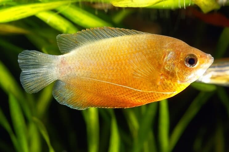 Mézes törpe Gourami