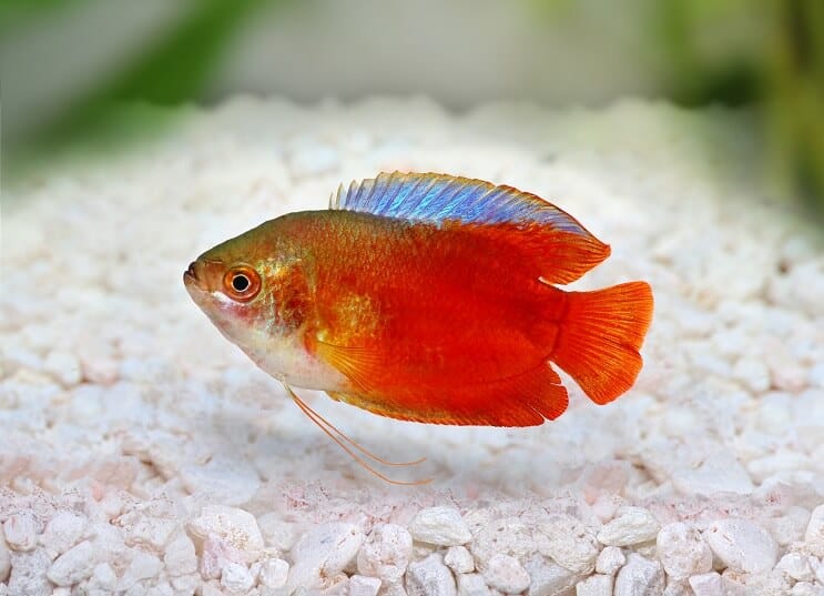 Láng törpe Gourami
