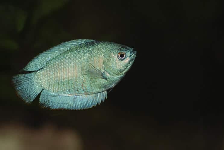 Törpe Gourami úszás