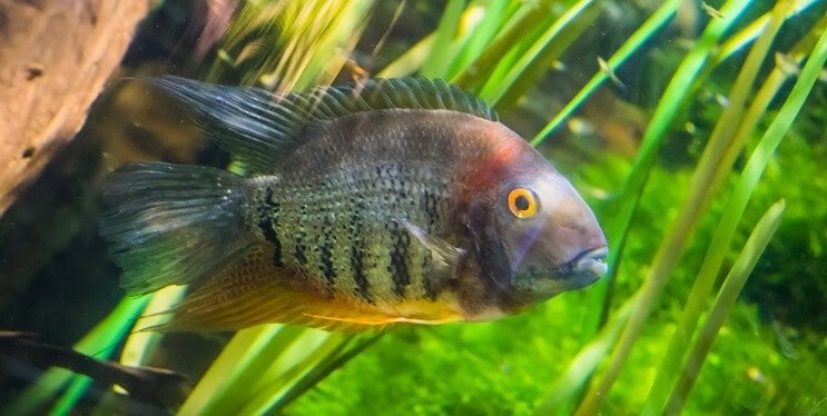 Sávos Cichlid