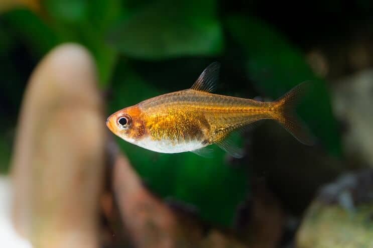 Ember Tetra Megjelenés