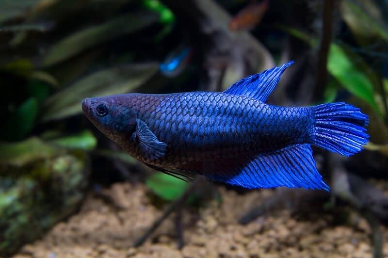 Nő Betta Fish