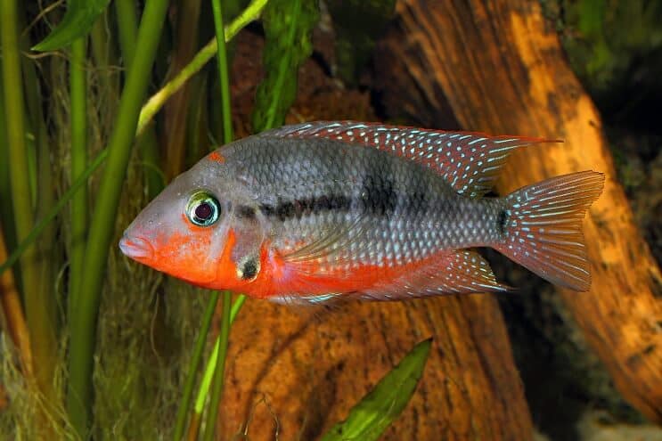 Firemouth Cichlid úszás