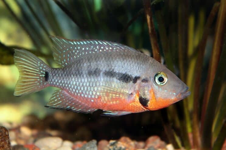 Firemouth Cichlid etetés
