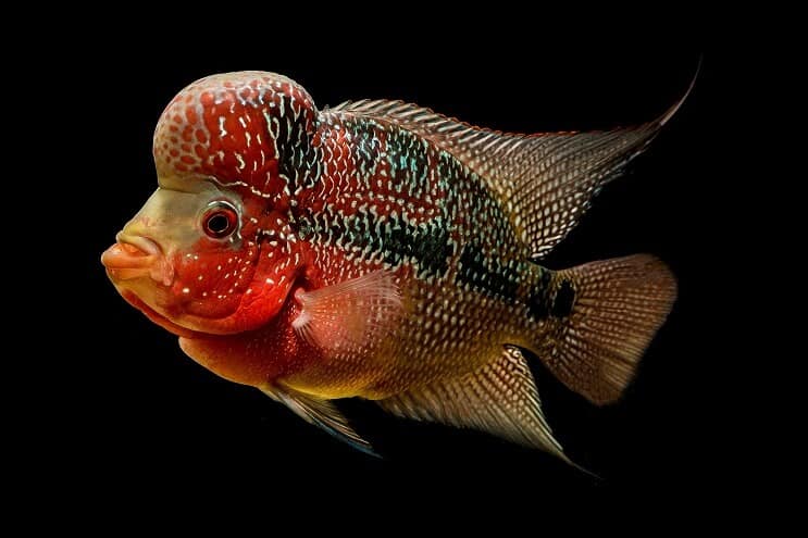 Virágszarv cichlid megjelenése