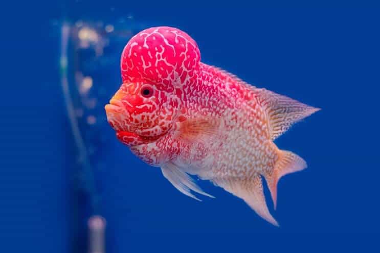 Flowerhorn Cichlid áttekintés