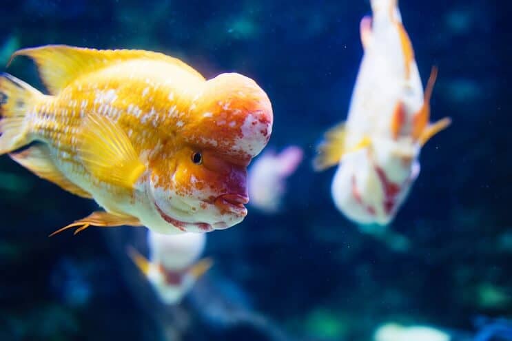 Virágszarv Cichlid