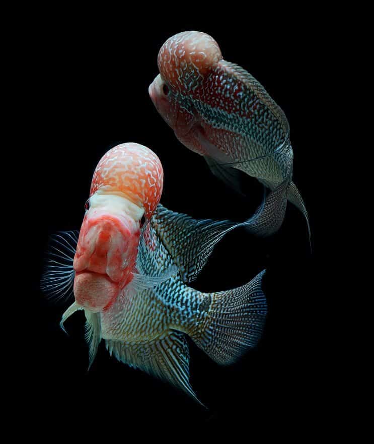 Flowerhorn Cichlid tartálytársak