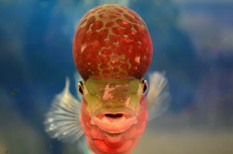 Virágszarv Cichlid elölről