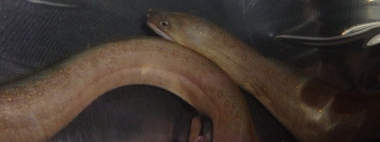 Édesvízi hópehely angolna