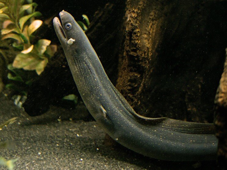 Moray angolna