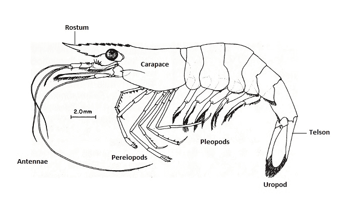 A Ghost Shrimp megjelenése