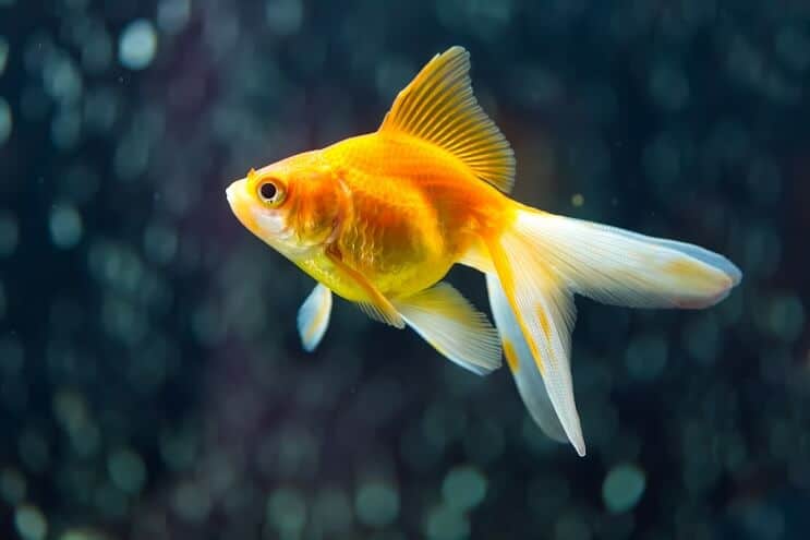 Fantail aranyhal