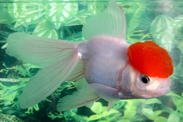 Oranda Aranyhal