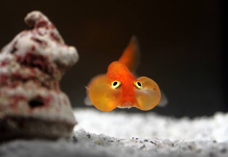 Bubble Eye aranyhal