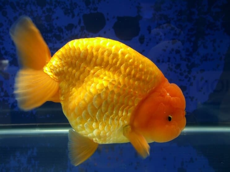 Ranchu aranyhal