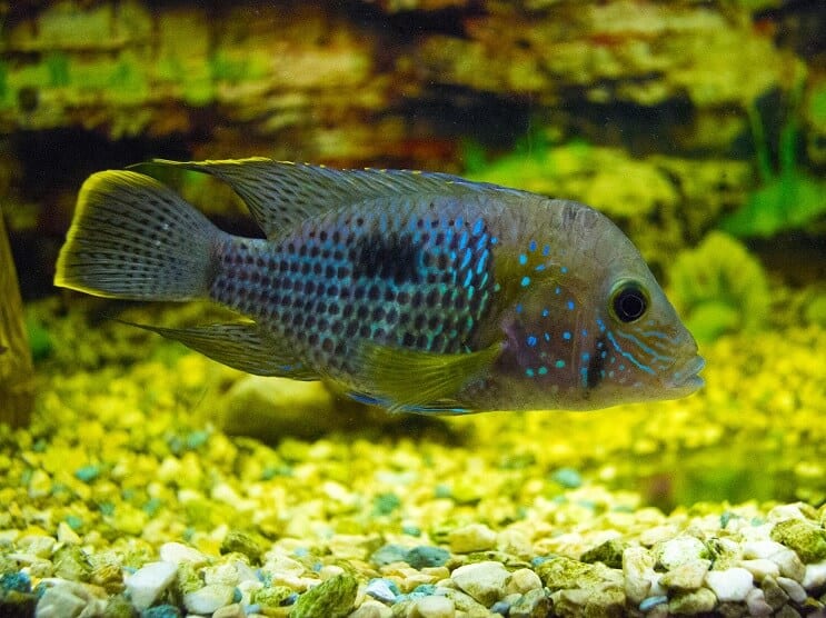 Zöld Terror Cichlid