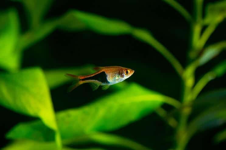 Harlekin Rasbora