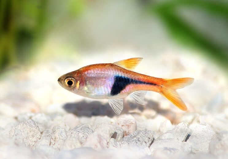 Harlekin Rasbora megjelenés