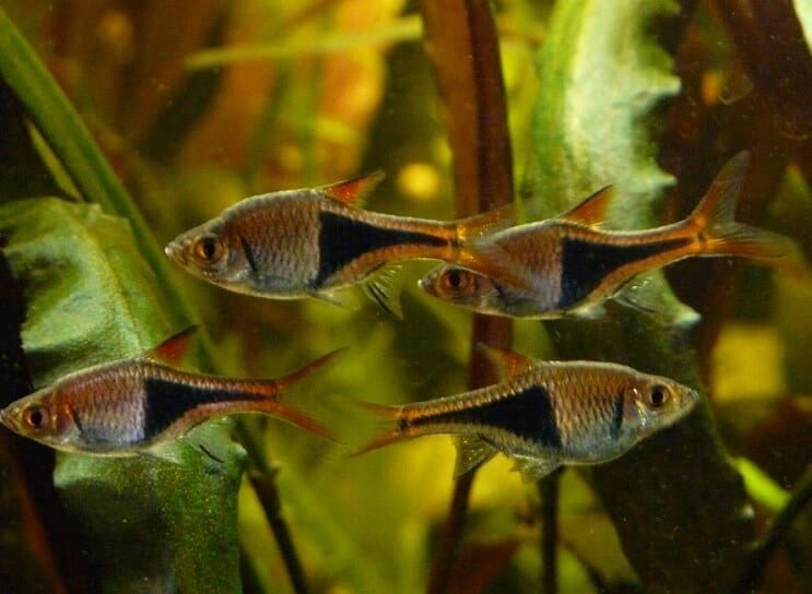 Harlekin Rasbora tartályfeltételek
