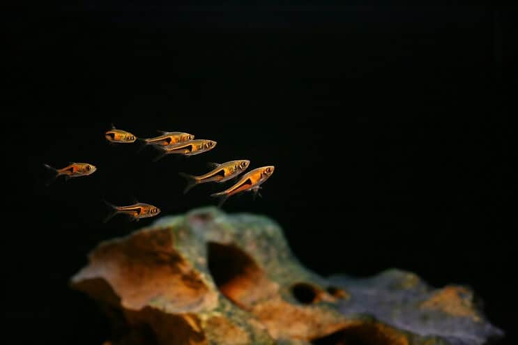 Harlekin Rasbora tartálytársak