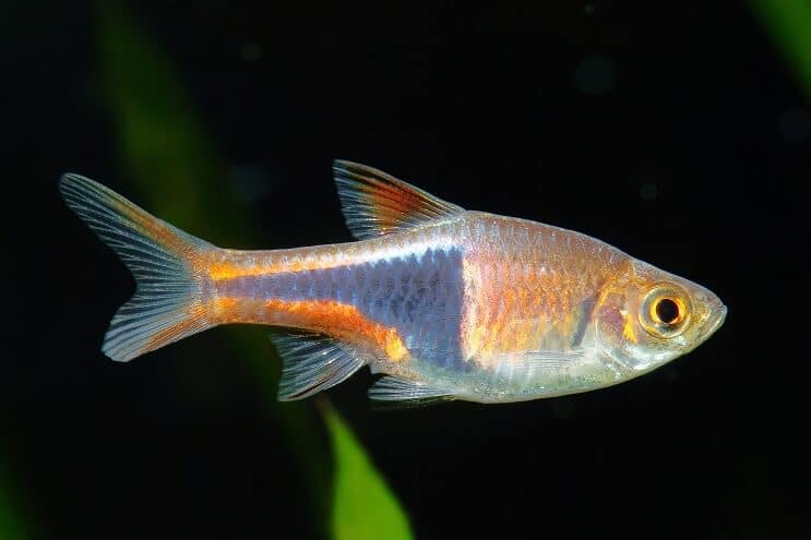 Harlekin Rasbora Care