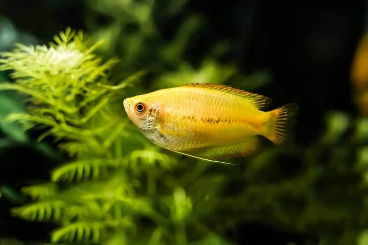 Mézes gourami megjelenés