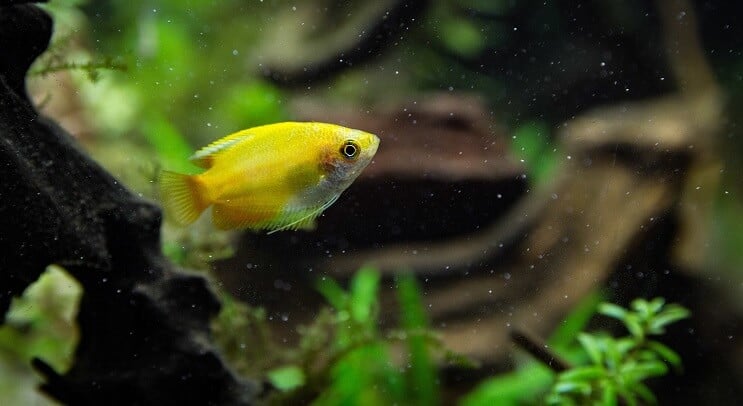 Naplemente mézes gourami