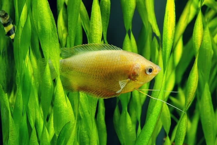 Méz Gourami Care